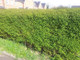 10 Lonicera Nitida  Hedging Box Honeysuckle Tree Plants, 40-60cm Tall