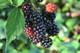 3 'Thornless' Blackberry Black Satin / Rubus Fruticosus / Thornfree Sweet & Juicy