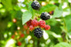 3 'Thornless' Blackberry Black Satin / Rubus Fruticosus / Thornfree Sweet & Juicy