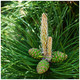 3 Pinus Nigra Nigra / Austrian Pine / Black Pine Trees 20-30cm Tall in 9cm Pot, Most Robust Pine