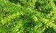 1 Lonicera Nitida  Hedging Box Honeysuckle Tree Plant, 40-60cm Tall