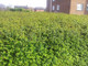 1 Lonicera Nitida  Hedging Box Honeysuckle Tree Plant, 40-60cm Tall