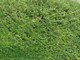3 Lonicera Nitida  Hedging Box Honeysuckle Tree Plants, 40-60cm Tall