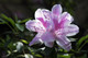 Azalea Rhododendron 'Cheer' Bushy Potted Plant, Magnificent Light Pink Flowers