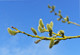 100 Goat Willow - Salix Caprea 2-3ft The Great Sallow Trees, Pussy Willow Trees
