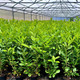 40 Cherry Laurel 3-4ft Tall Multi-Stemmed Prunus Rotundifolia, In 3L Pots, Fast Growing Evergreen Hedging