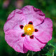 Cistus Purpureus / Rock Rose 20-30cm Tal In 2L Pot, Stunning Pink Flowers