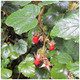 Rubus Tricolor / Chinese Bramble Plant, 9cm Pot, Edible Fruit