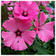 Lavatera Clementii Burgundy Wine/ Tree mallow, In 2L Pot, Stunning Flowers