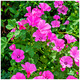 Lavatera Clementii Burgundy Wine/ Tree mallow, In 2L Pot, Stunning Flowers