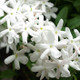Jasmine Jasmine Polyanthum in 2L Pot, Fragrant White Flowers