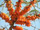 100 Sea Buckthorn Plants 2-3ft Edible Coastal Hedging, Hippophae Rhamnoides