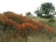 50 Sea Buckthorn Plants 2-3ft Edible Coastal Hedging, Hippophae Rhamnoides