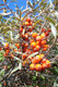 3 Sea Buckthorn Plants 2-3ft Edible Coastal Hedging,Hippophae Rhamnoides