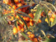 3 Sea Buckthorn Plants 2-3ft Edible Coastal Hedging,Hippophae Rhamnoides
