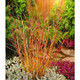 10 Midwinter Fire Dogwood / Cornus Sanguinea 30-50cm Tall, Flame-coloured Stems