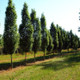 Hornbeam 'Fastigiata' 3-4ft Tall, Carpinus Betulus Upright Growing Tree