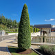 Hornbeam 'Fastigiata' 3-4ft Tall, Carpinus Betulus Upright Growing Tree
