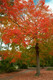 5 Acer rubrum  / Red Maple, 2-3ft Tall, Stunning Autumn Colours