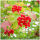 1 Guelder Rose / Viburnum Opulus, 2-3ft Tall in 1L Pot, Flowers & Berries