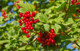 3 Guelder Rose / Viburnum Opulus, 2-3ft Tall in 1L Pots, Flowers & Berries