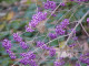 Callicarpa Bodinieri Giraldii Profusion / Beautyberry in 9cm Pot, Purple Berries