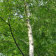 11 Silver Birch 5-6ft Stunning  Mature Specimen Trees, Betula Pendula