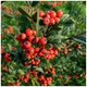 100 Franchet's Cotoneaster 40-60cm ,Semi-Evergreen Cotoneaster Franchetii Hedging