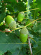 100 English Oak Trees 1-2ft Quercus Robur, Native Hedge Tree, Grow Acorns