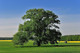 100 English Oak Trees 1-2ft Quercus Robur, Native Hedge Tree, Grow Acorns