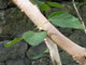 10 Silver Birch Jacquemontii 4-5ft Stunning Trees, Himalyan White Birch, Betula