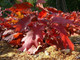 100 Red Oak Trees 1-2ft Tall Quercus Rubra Hedging Plants, Bright Autumn Colour