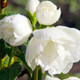 Philadelphus 'Snowbelle' / Mock orange 'Snowbelle' in 1.5-2L Pot, Stunning White Flowers