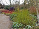 50 Green Dogwood  2-3ft Hedging Plants,Stunning Cornus Stolonifera 'Flavirimea'