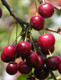 Morello Cherry Tree 4-5ft Tall in 6L Pot, Self-Fertile,Ready to Fruit.Great For Jam & Pies