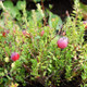 1 'Pilgrim' Cranberry / Vaccinium macrocarpon 'Pilgrim In a 9cm Pot