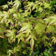 Japanese Maple / Acer Palmatum 3-4ft Tall in 2L Pot, Stunning Autumn Colours