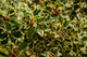Ilex Aquifolium 'Argentea Marginata' / Silver-Margined Holly in 2L Pot, Excellent Hedging