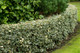Ilex Aquifolium 'Argentea Marginata' / Silver-Margined Holly in 2L Pot, Excellent Hedging