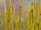 3 Green Dogwood  2-3ft Hedging Plants,Stunning Cornus Stolonifera 'Flavirimea'