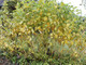 1 Green Dogwood  2-3ft Hedging Plant, Stunning Cornus Stolonifera 'Flavirimea'