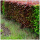 30 Mixed Green & Purple Beech Hedging Plants 2-3ft Fagus Sylvatica Trees
