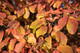 Parrotia Perscia 'Bella' / Persian Ironwood Tree in 12cm Pot, Stunning Peeling Bark
