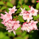 Weigela Florida 'Pink Princess' in 2L Pot, Stunning Pink Bell-shaped Flowers