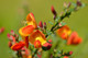 3 Cytisus 'Lena' Broom Plants In 2L Pots, Stunning Fragrant Red/Yellow Flowers