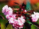 Flowering Cherry Royal Burgundy / Prunus serrulata 'Royal Burgundy' 4-5ft Tall, Purple Foliage