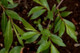 100 Violet Willow Trees / Salix Daphnoides 2-3ft.Stunning Colour.Grows 8ft /Year