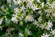 Star Jasmine Plants / Trachelospermum Jasminoides in 9cm Pot, Fragrant Flowers