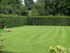 150 Green Beech Hedging Plants 2 Year Old, 1-2 ft Grade 1  Hedge Trees 40-60cm