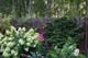 Hydrangea paniculata 'Unique' in 2L Pot With Stunning Conical Flowers
